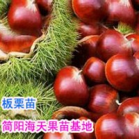 大果板栗苗，板栗果實用途
