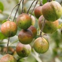 廣西融水二年生速生豐產型軟枝油茶嫁接苗