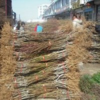 大量桃樹實生苗供應，品種桃樹苗價格，山東桃苗廠家