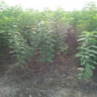 吉塞拉櫻桃沾木苗批發，品種櫻桃苗價格，各規格櫻桃樹苗