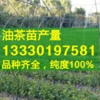 茶油苗價格,茶油樹苗,高產山茶苗,茶子樹苗基地,嫁接油茶籽苗