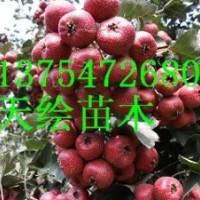 供應桃苗、梨苗、柿子苗、山楂苗、杏苗、蘋果苗、板栗苗、櫻桃苗