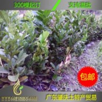 2年生扦插【佛手苗】供應：廣東、廣西、四川、云南、福建等省,全