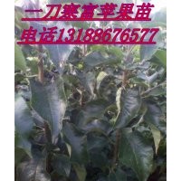一刀寒富蘋(píng)果苗，兩刀寒富蘋(píng)果苗