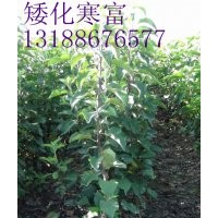 寒富果樹(shù)苗，寒富果樹(shù)苗價(jià)格