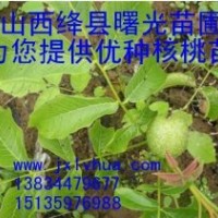 供山西核桃苗，中林核桃苗，薄皮核桃苗，實生核桃苗，陜西核桃苗