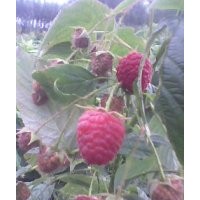 大量供應(yīng)綠化種植樹莓苗、黑加侖苗、燈籠果苗