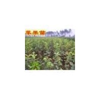 供應(yīng)矮化蘋果苗）短枝蘋果苗“蘋果樹|優(yōu)質(zhì)蘋果苗