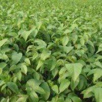 大量供應核桃苗、蘋果苗、棗樹苗、山楂苗