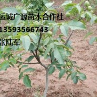 山西核桃樹出售、優質核桃苗大量供應
