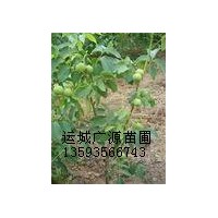 山西優質核桃苗出售、核桃苗大量供應