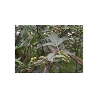 山西花椒苗大量供應 山西大紅袍花椒苗