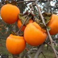 柿子苗那里好泰安榮譽(yù)園藝場
