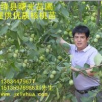 優質核桃苗 香玲/清香/中林/遼核/8518 ！