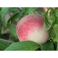 供應(yīng)桃樹(shù)苗新品種金秋紅蜜桃