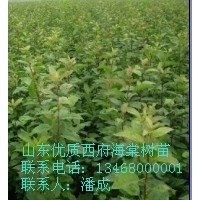 西府海棠樹苗|大量優質