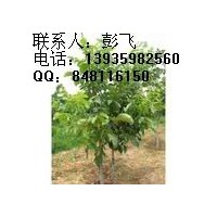 供應鈣果苗高鈣鈣果苗農大鈣果苗鈣果樹苗