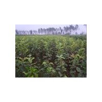 供應蘋果苗，2公分蘋果苗，占地蘋果苗，蘋果苗價格