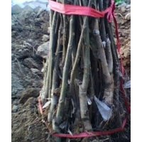 山西綠化工程苗價格 山西核桃苗價格
