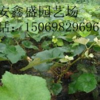 葡萄苗-哪里有葡萄苗？-葡萄苗的價(jià)格