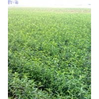 杏樹實(shí)生苗出售、價格優(yōu)惠、貨源充足