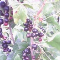 供應黑加侖苗木黑加侖,黑加侖苗木,黑加侖苗