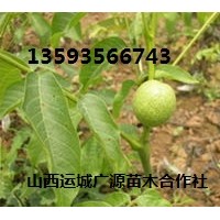 3年生核桃苗出售、價格優(yōu)惠、貨源充足