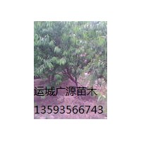 桃樹出售3-5公分、價格優(yōu)惠、貨源充足