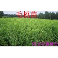 大量出售占地用的桃樹苗，杏樹苗，花椒苗，核桃苗，槐樹苗，綠化
