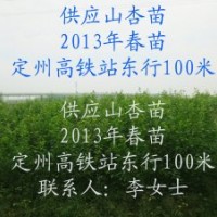 荒山荒坡栽種什么樹----山杏樹 供應山杏樹苗