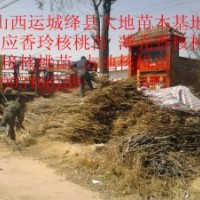 供應(yīng)30公分-1.5米香玲核桃苗4-4.8元、香玲核桃苗價(jià)格表