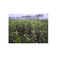 蘋果苗 煙富蘋果苗 寒富蘋果苗 供應蘋果苗