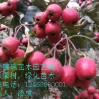 優質山楂樹苗|山楂樹苗價格|山楂小苗價格|