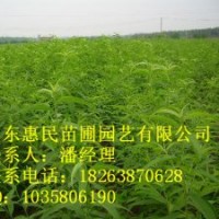 供應山東泰安桃樹苗 當年小苗 0.6-5公分