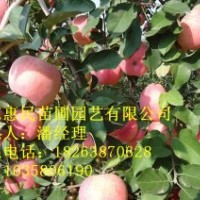 供應山東蘋果苗 0.6-4公分 自家種植