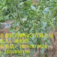 供應山東核桃苗 占地用0.5-3公分