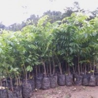大量供應黃花梨樹苗