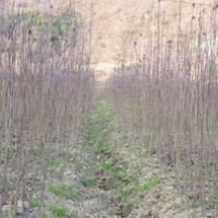 批發(fā)供應(yīng) 香椿苗/香椿小苗，椿芽苗/春芽小苗，自種自銷(xiāo)