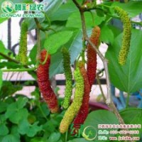 臺(tái)灣超級(jí)長(zhǎng)果桑 果桑之王 果桑小苗供應(yīng)包成活 品質(zhì)優(yōu)良 價(jià)格實(shí)惠