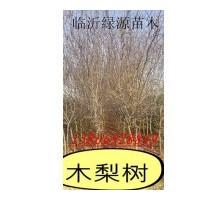 木梨樹，木梨小苗，木梨種子