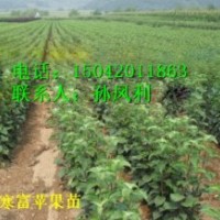 兩刀寒富蘋果苗、矮化寒富蘋果苗