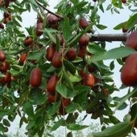 苗木棗樹苗 ，根生棗樹苗，棗樹實(shí)生苗，嫁接棗樹苗，棗樹成品苗