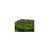 各種規(guī)格精品楊梅樹兩萬株，香樟一萬株，四川紅花紫薇，羅漢松，