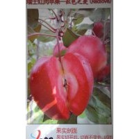 紅色之愛蘋果苗遼寧經銷商