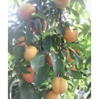 大紅袍李子苗遼寧....經銷商
