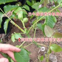 海天香玲核桃苗，嫁接核桃苗，新品種核桃苗批發(fā)