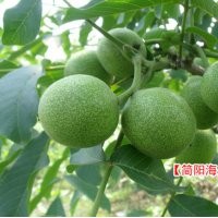 香玲薄殼核桃苗，成都核桃苗，紙皮核桃苗到海天苗圃