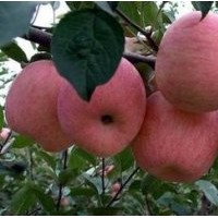 供應山西蘋果苗供應商|蘋果苗價格|蘋果苗直銷