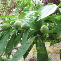 山東泰安桃樹嫁接苗批發價格