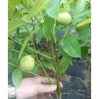 清香核桃苗供應(yīng)|遼系核桃苗價格|香玲核桃苗山西供應(yīng)商